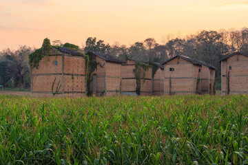 Fototapeta na wymiar .Abandoned buildings on a corn field