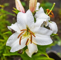 White Lily in water droplets after rain closeup on green background