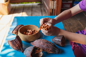 inspect cocoa beans for sorting