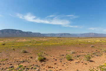 flowers in the desert