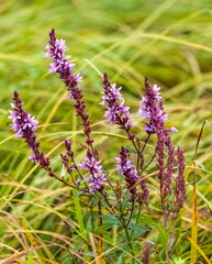 Sage flowers closeup on green background