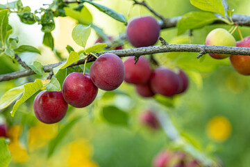 Purple plum on a tree branch in a garden. Authentic farm series. Soft Focus.