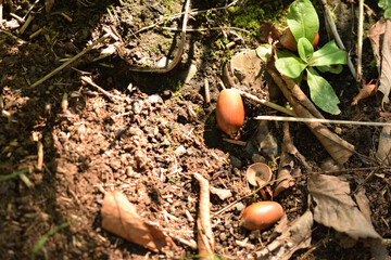 地面のどんぐり、秋の日ざしが当たる