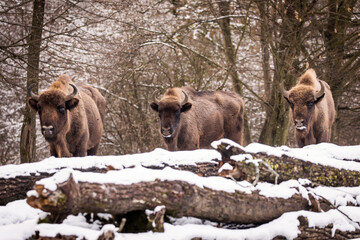 Fototapeta premium Bisons in forest during winter time with snow. Wilde life