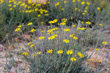 yellow spring flowers in the grass