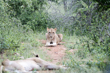 Kruger National Park: Lioness portrait