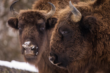 Obraz premium Bisons in forest during winter time with snow. Wilde life