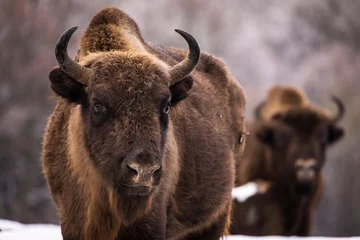 Rucksack Bisons im Wald während der Winterzeit mit Schnee. Wildes Leben © danmir12