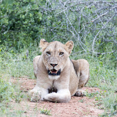Kruger National Park: Lioness portrait