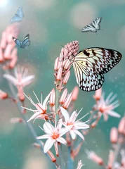 Fototapeten Macro shots, Beautiful nature scene. Closeup beautiful butterfly sitting on the flower in a summer garden. © blackdiamond67
