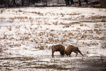 Bisons in forest during winter time with snow. Wilde life