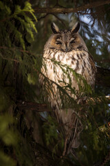 Owl in a fir during winter time