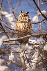 Owl in a fir during winter time