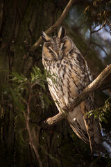 Owl in a fir during winter time