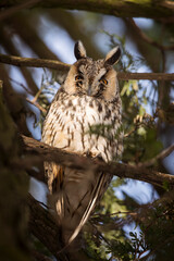 Owl in a fir during winter time