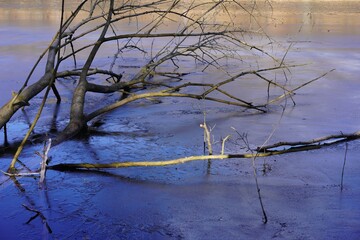 Äste eines Baums in einem teilweise zugefrorenen See (Winterlandschaft Schlachtensee, Berlin)
