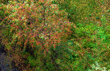 Green and yellow leaves of trees in autumn (Background, banner, Wallpaper, texture)
