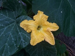 Pumplin leaves flower