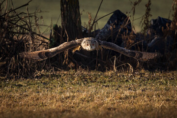 Beautiful bird siberian owl flying with dark background