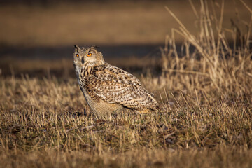 Beautiful bird siberian owl flying with dark background