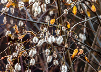 Fluffy flowers of a willow in spring.