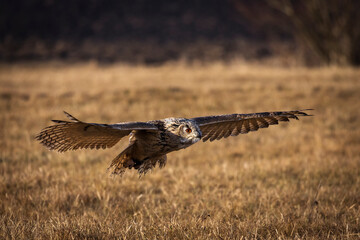 Beautiful bird siberian owl flying with dark background