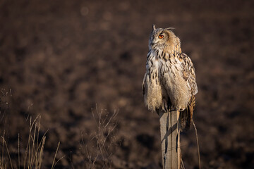 Beautiful bird siberian owl flying with dark background