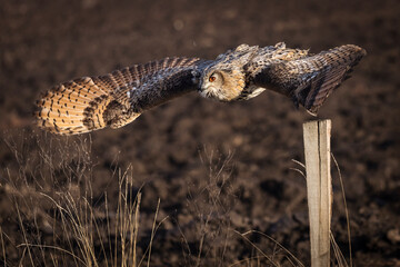 Beautiful bird siberian owl flying with dark background