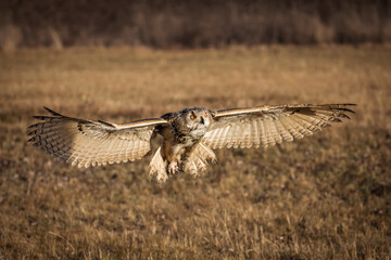 Beautiful bird siberian owl flying with dark background