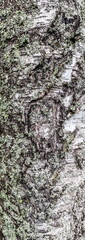 Lichen on the trunk of a deciduous tree, Birch tree close up in summer