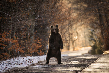 Fototapeta na wymiar Brown bear on the road in the forest between winter and autumn season