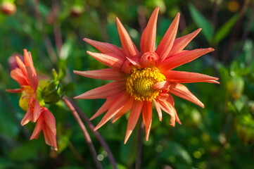 Orange Dahlia flowers closeup on green background