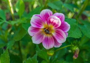 Pink Dahlia flower with bumblebee closeup on green background