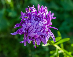 Purple Aster flower closeup on green background