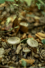 mushroom in the forest
