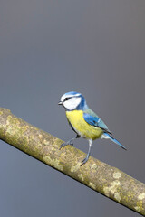 Eurasian blue tit - Cyanistes caeruleus - in its natural habitat