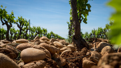 Vigne de printemps avec feuilles verte