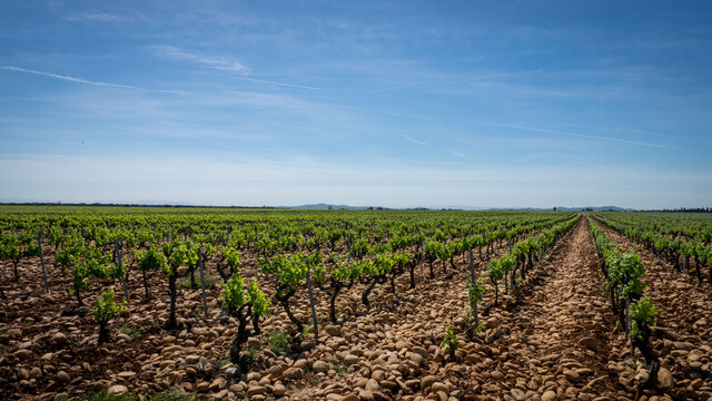 Vigne Provence galet roul&eacute;