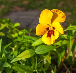 Yellow flower pansies closeup in the garden in summer on green background