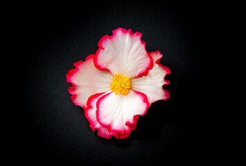 White-pink begonia flower close-up on black background