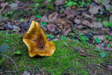 mushroom in the forest