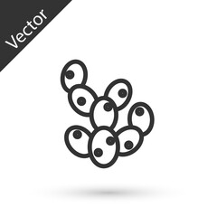 Grey line Cactus icon isolated on white background. Vector.