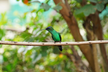 Violet-capped Woodnymph Hummingbird on a branch