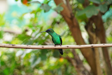 Violet-capped Woodnymph Hummingbird on a branch