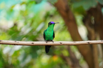 Violet-capped Woodnymph Hummingbird on a branch