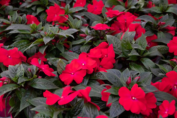 Colorful begonia plant in pots, very beautiful. Flowers in a greenhouse. Red and pink begonia with green leaves.