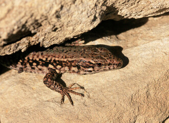 Wall Lizard at a wall, Wartberg, Heilbronn, Germany, Europe