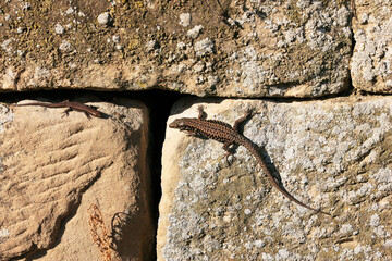 Wall Lizard at a wall, Wartberg, Heilbronn, Germany, Europe