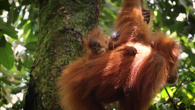 Wild orangutan mother and baby