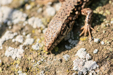 Wall Lizard at a wall, Wartberg, Heilbronn, Germany, Europe